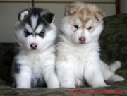 most lovely and cuttest husky puppies